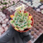 Echeveria Puludonis Sukulent