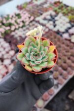 Echeveria Puludonis Sukulent