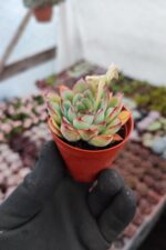 Echeveria Puludonis Sukulent - Görsel 2