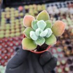 Echeveria Pulvinata Frosty