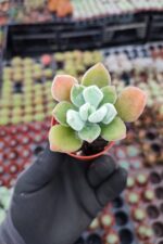 Echeveria Pulvinata Frosty