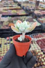 Echeveria Pulvinata Frosty - Görsel 2
