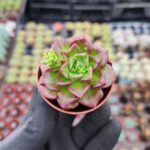 Sedeveria letizia Ssp.