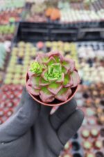 Sedeveria letizia Ssp.