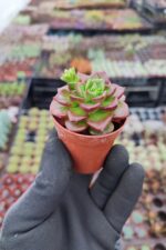 Sedeveria letizia Ssp. - Görsel 2