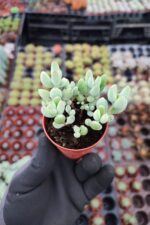 cotyledon papillaris - Görsel 2