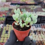 cotyledon papillaris
