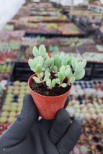 cotyledon papillaris