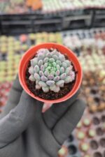 Echeveria setosa var rundelli