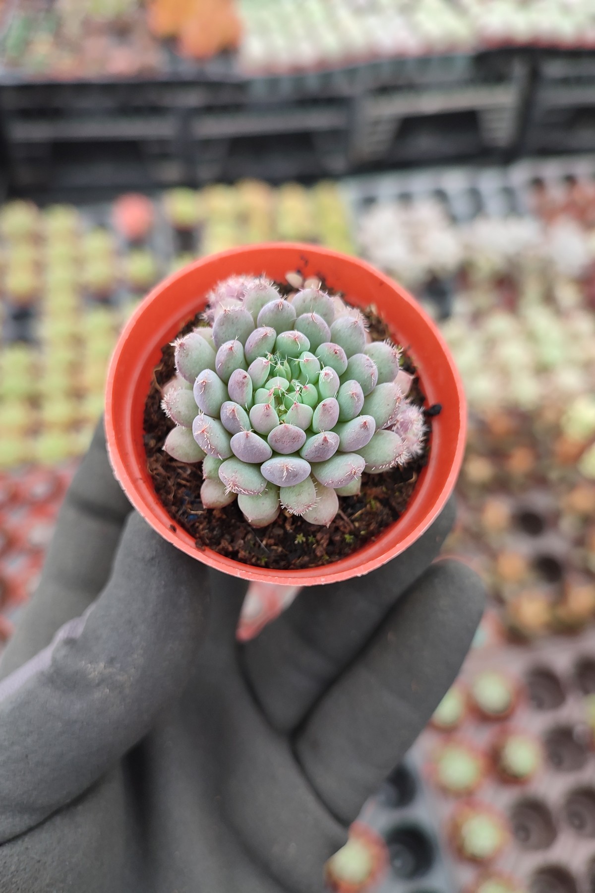 IMG_20260207_121135 Echeveria setosa var rundelli - Görsel 1