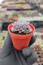 Echeveria setosa var rundelli - Görsel 2