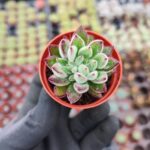 Echeveria Pulvinata Set Oliver