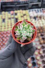 Echeveria Pulvinata Set Oliver