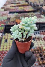 Sedum Clavatum Sukulent - Görsel 2