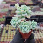 Sedum Clavatum Sukulent