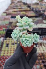 Sedum Clavatum Sukulent