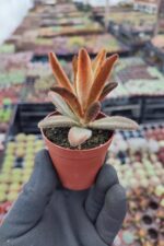 Kalanchoe Chocolate Soldier