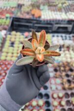 Kalanchoe Chocolate Soldier - Görsel 2