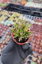 Rhipsalis Burchellii Cactus - Görsel 2