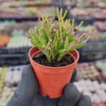 Rhipsalis Burchellii Cactus