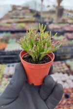 Rhipsalis Burchellii Cactus