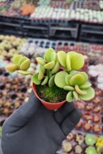Peperomia Hope