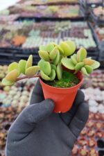 Peperomia Hope - Görsel 2