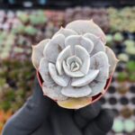 Echeveria Pollux