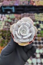 Echeveria Pollux