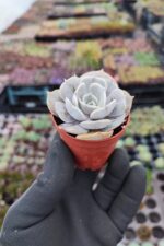 Echeveria Pollux - Görsel 2