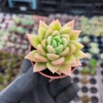 Echeveria Gilva Red Sukulent