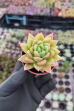 Echeveria Gilva Red Sukulent
