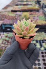 Echeveria Gilva Red Sukulent - Görsel 2