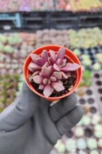 Anacampseros rufescens rubra