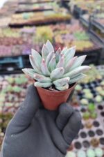 Pachyphytum hookeri - Görsel 2