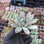 Pachyphytum hookeri