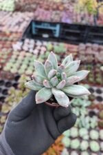 Pachyphytum hookeri