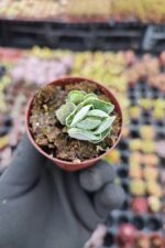 Crassula pangolin - Görsel 2