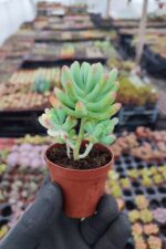 Sedum Pachyphyllum Rose cluster