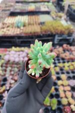 Sedum Pachyphyllum Rose cluster - Görsel 2