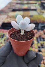 Pachyphytum Oviferum - Görsel 2