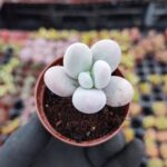 Pachyphytum Oviferum