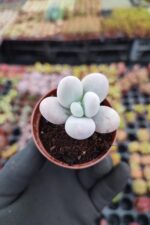 Pachyphytum Oviferum