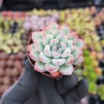 Echeveria apus
