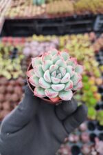 Echeveria apus