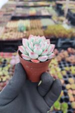 Echeveria apus - Görsel 2