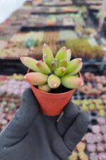 Pachyphytum Compactum Sukulent - Görsel 2