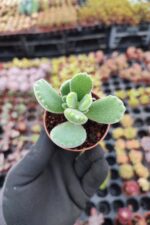 Cotyledon ladismithiensis (Ayı Pençesi) - Görsel 2