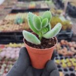 Cotyledon ladismithiensis (Ayı Pençesi)