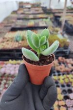 Cotyledon ladismithiensis (Ayı Pençesi)